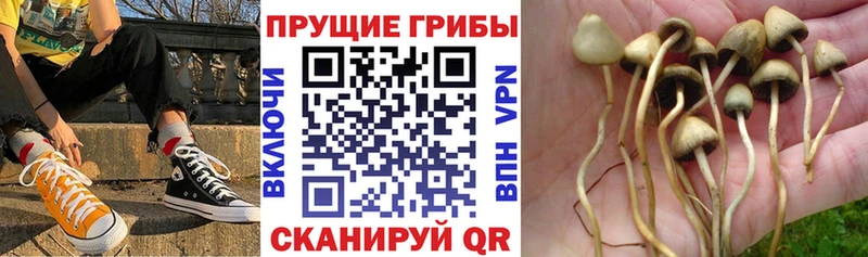 Купить где  Ладушкин  Псилоцибиновые грибы MAGIC MUSHROOMS 